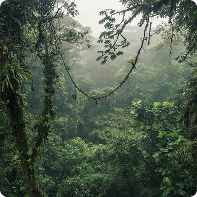 Cloud forest near Monteverde in Costa Rica on a rainy day.