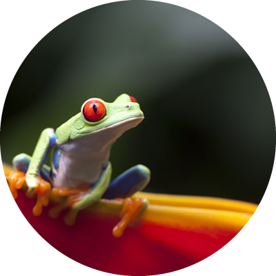 RED AYES FROG, COSTA RICA WILDLIFE