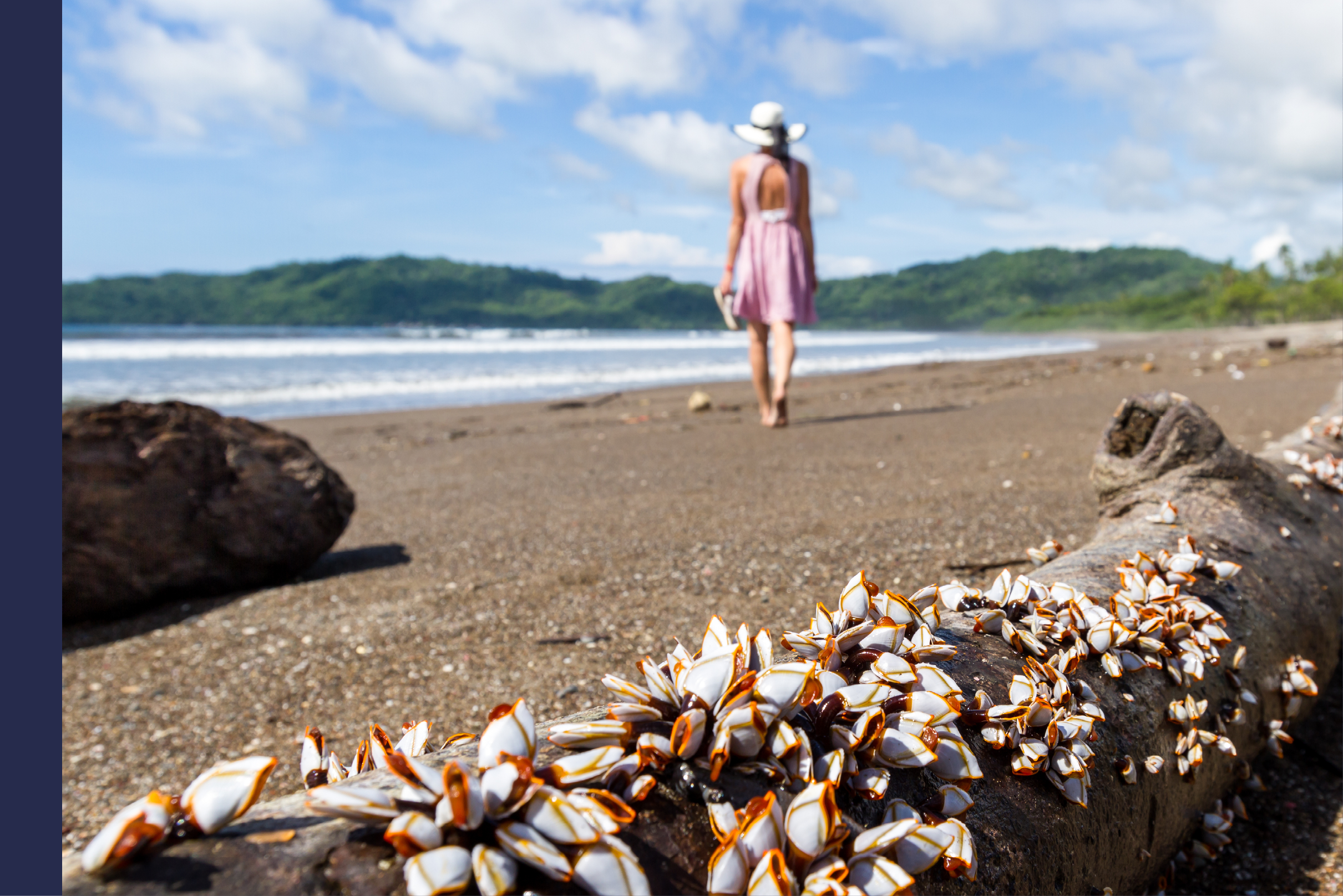 cluster of mussels on a piece of drift wood in the pacific coast of Costa Rica