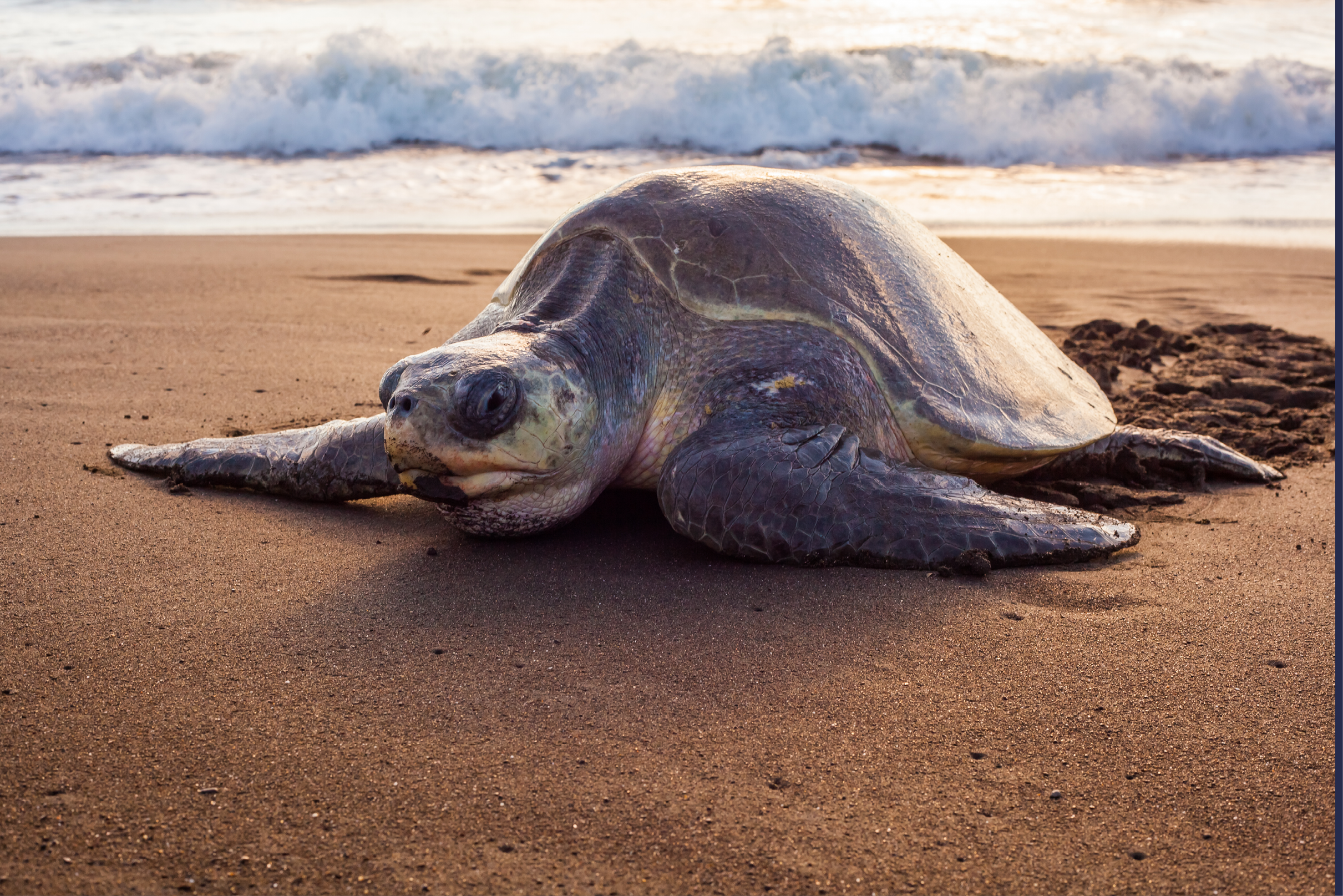 Olive turtle (Pacific coast of Guanacaste) on the Ostional beach during the ocean sunset,