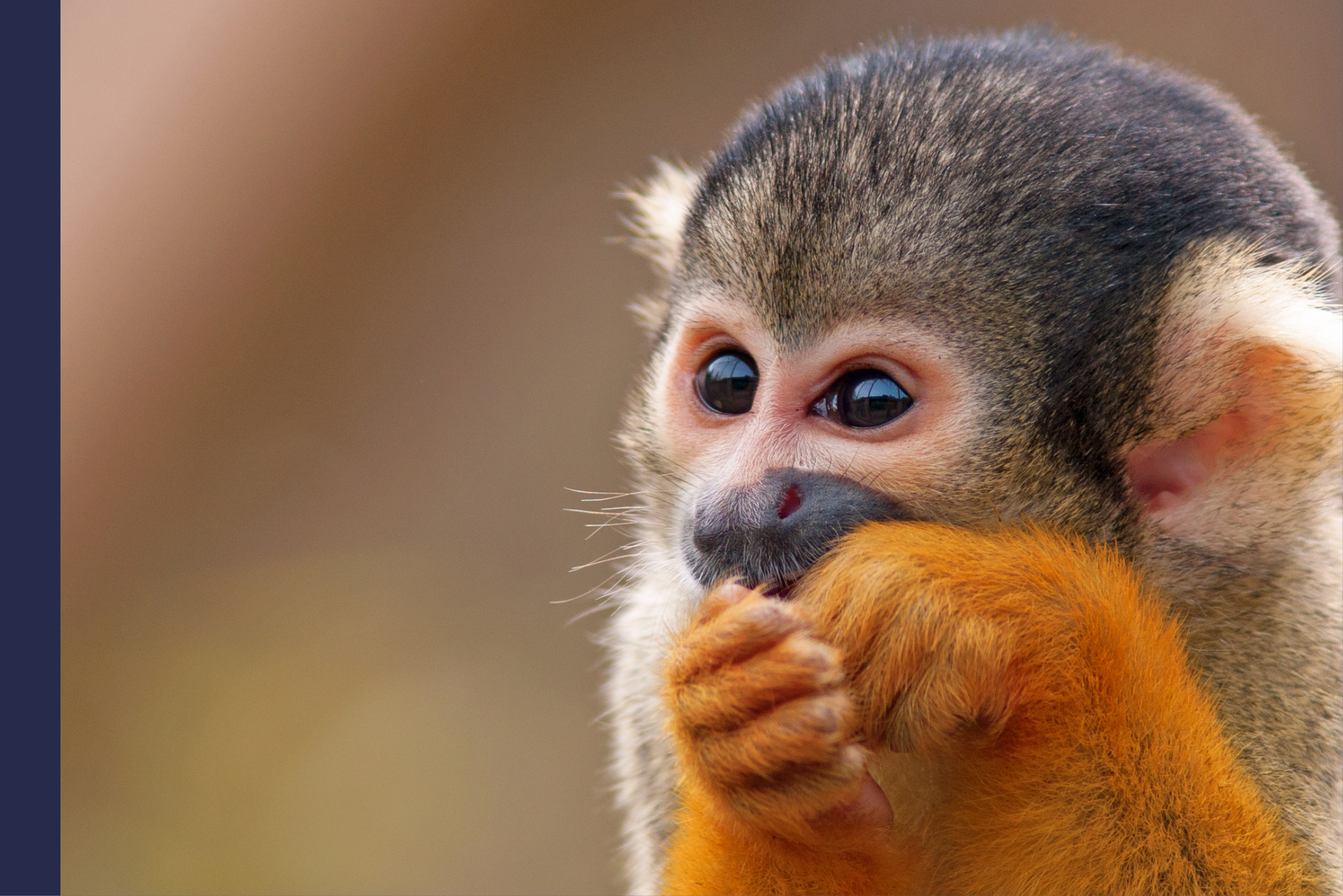 Cute Squirrel monkey (Saimiri)