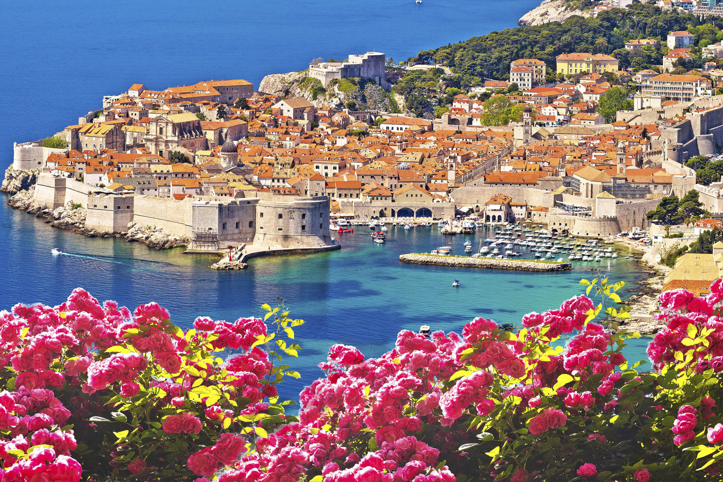 Historic town of Dubrovnik panoramic rose flower view, tourist destination in Dalmatia region of Croatia